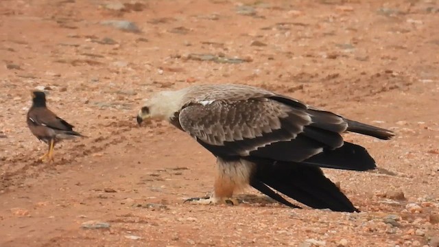 Tawny Eagle - ML641468818