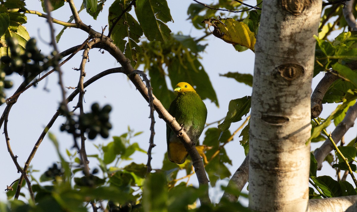 Whistling Dove - ML641468819