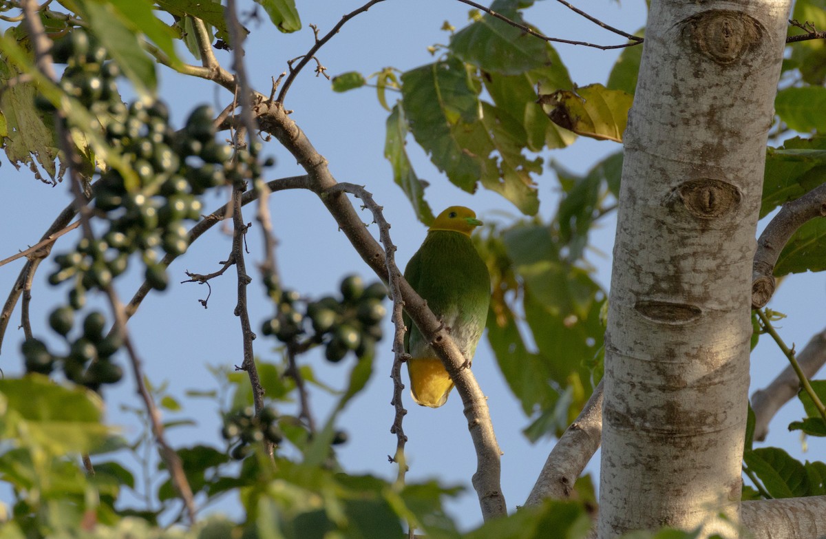 Whistling Dove - ML641468820