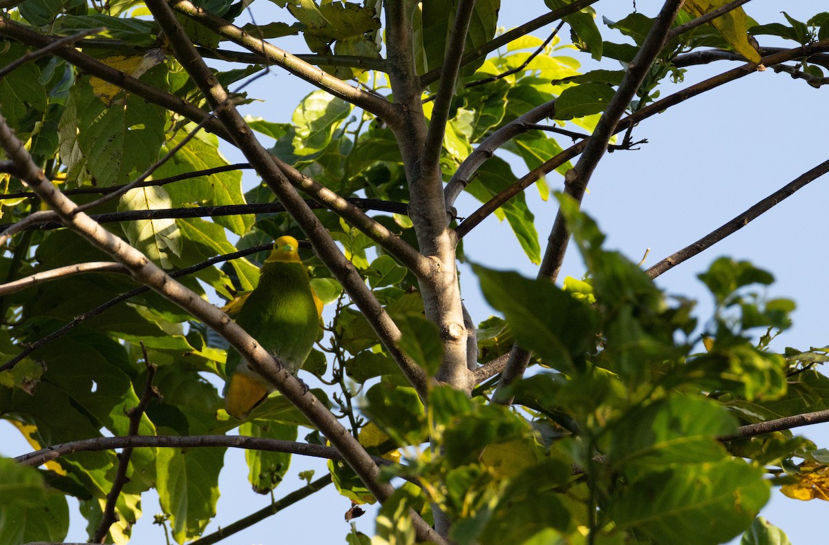 Whistling Dove - ML641468822