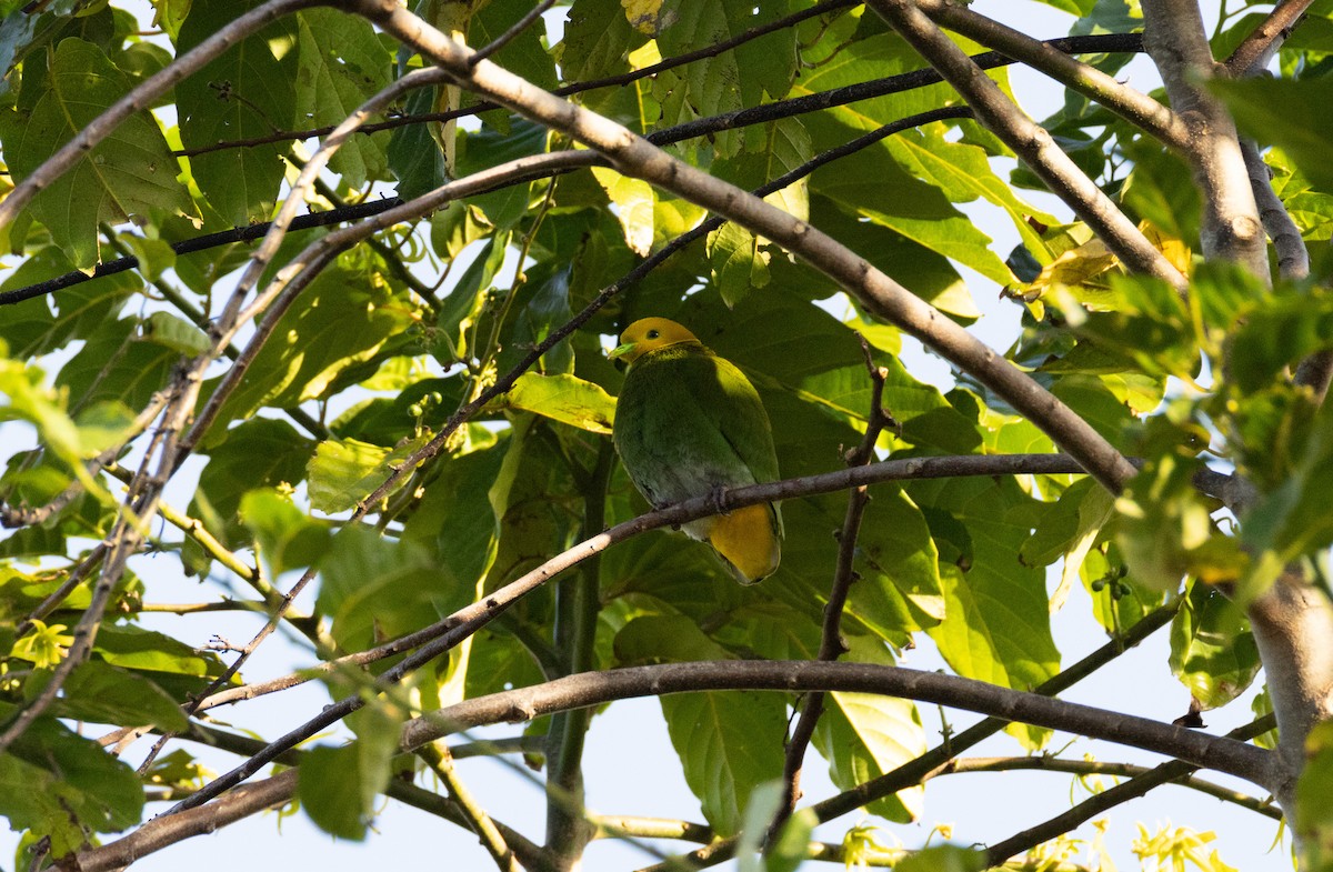Whistling Dove - ML641468824
