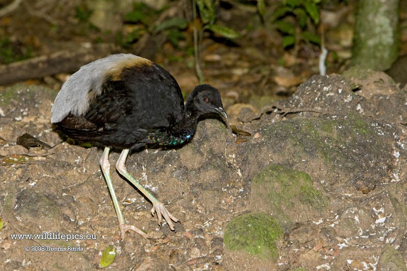 Gray-winged Trumpeter - ML641468831