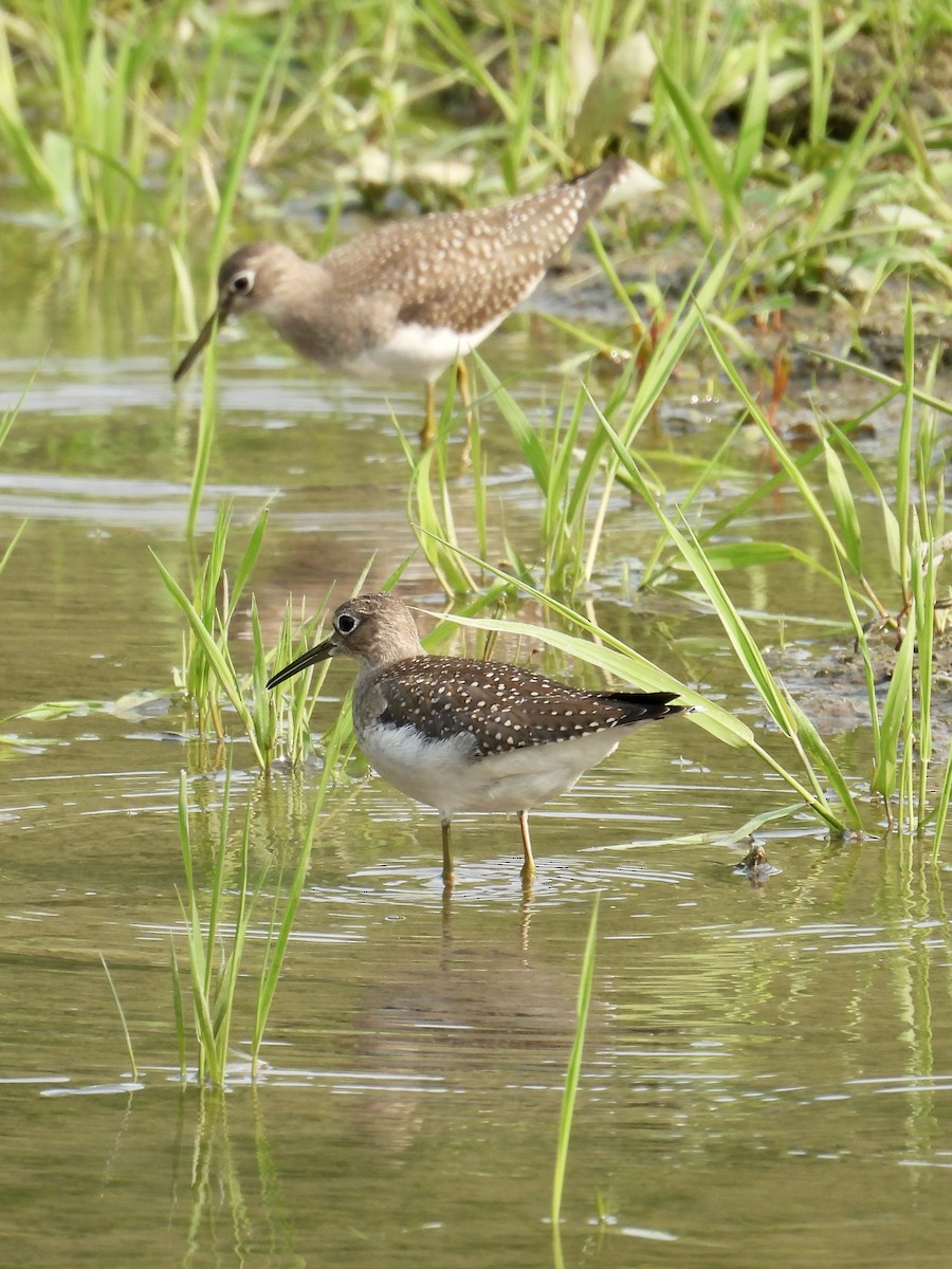 Solitary Sandpiper - ML641468852