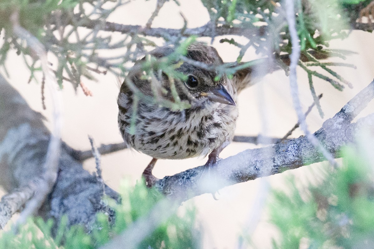 Song Sparrow - ML641468856