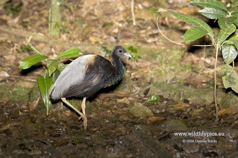 Gray-winged Trumpeter - ML641468864
