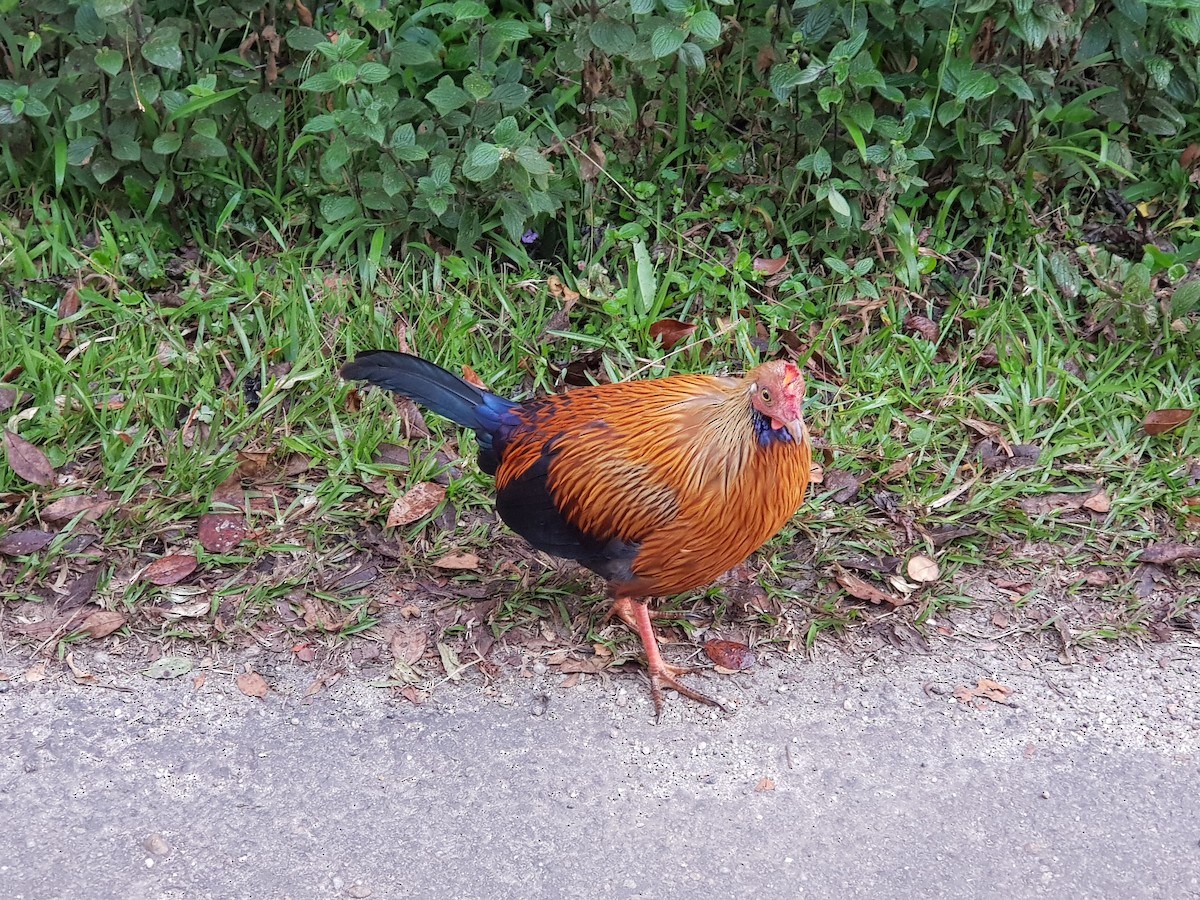 Sri Lanka Junglefowl - ML641468882
