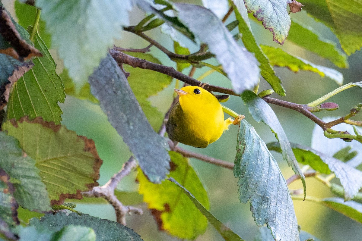 Wilson's Warbler - ML641468890