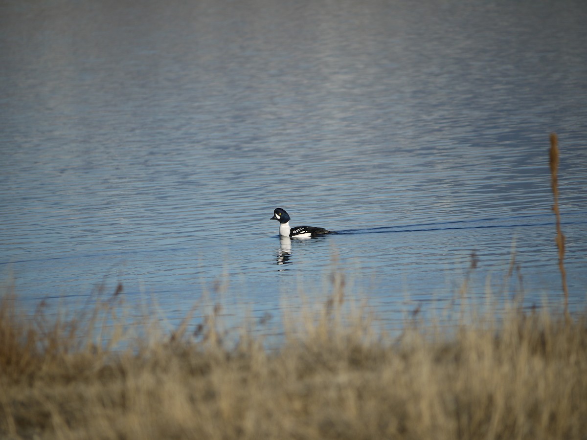hohol islandský - ML641468913