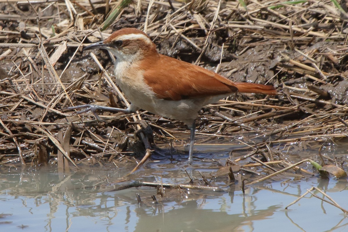 Wing-banded Hornero - ML641468984