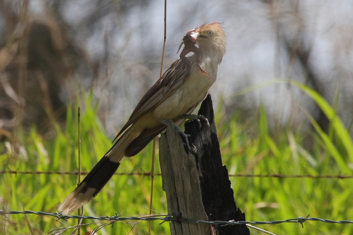 Guira Cuckoo - ML641468990