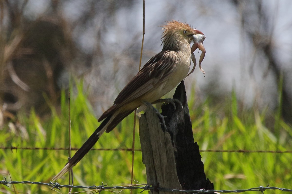 Guira Cuckoo - ML641468991