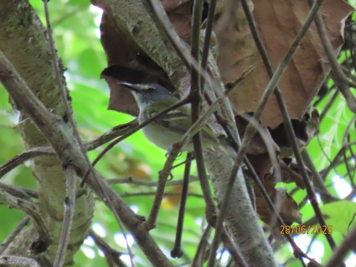 Slate-headed Tody-Flycatcher - ML641468996