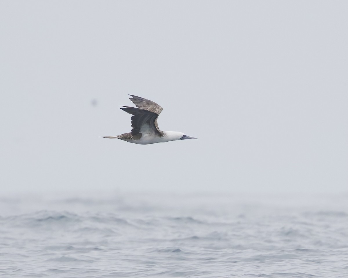 Peruvian Booby - ML641469001