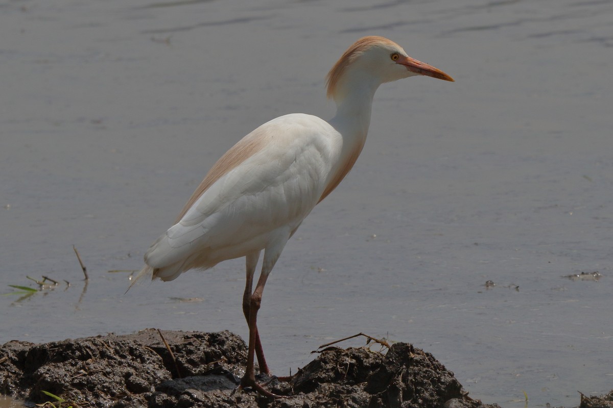 Western Cattle-Egret - ML641469004