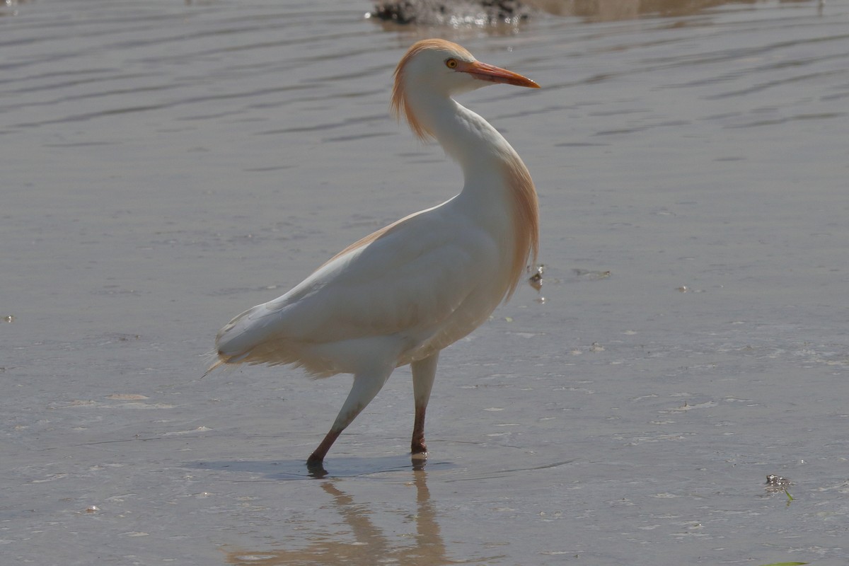 Western Cattle-Egret - ML641469005