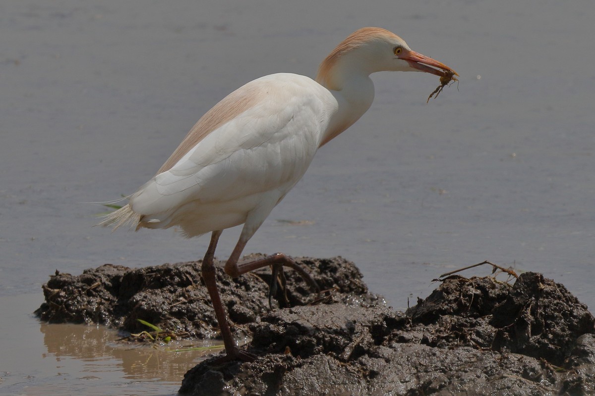 Western Cattle-Egret - ML641469006