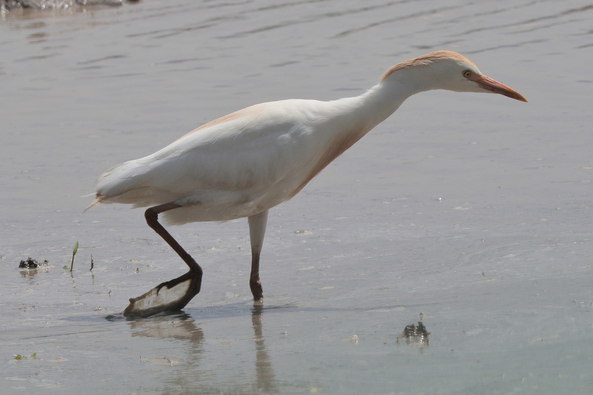Western Cattle-Egret - ML641469007
