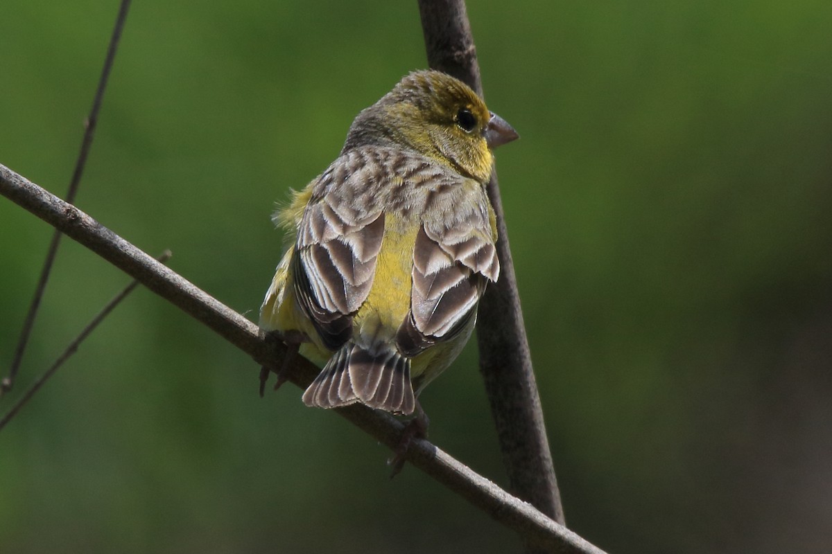 Grassland Yellow-Finch - ML641469031