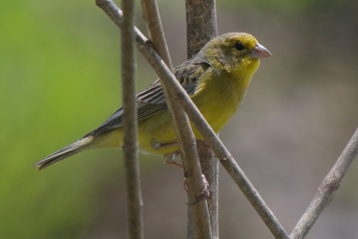 Grassland Yellow-Finch - ML641469032
