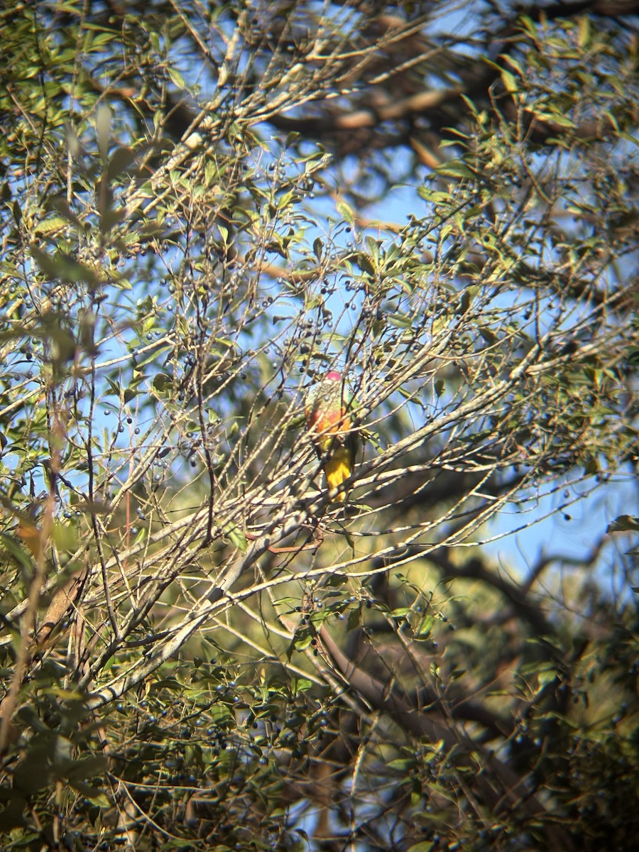 Rose-crowned Fruit-Dove - ML641469037