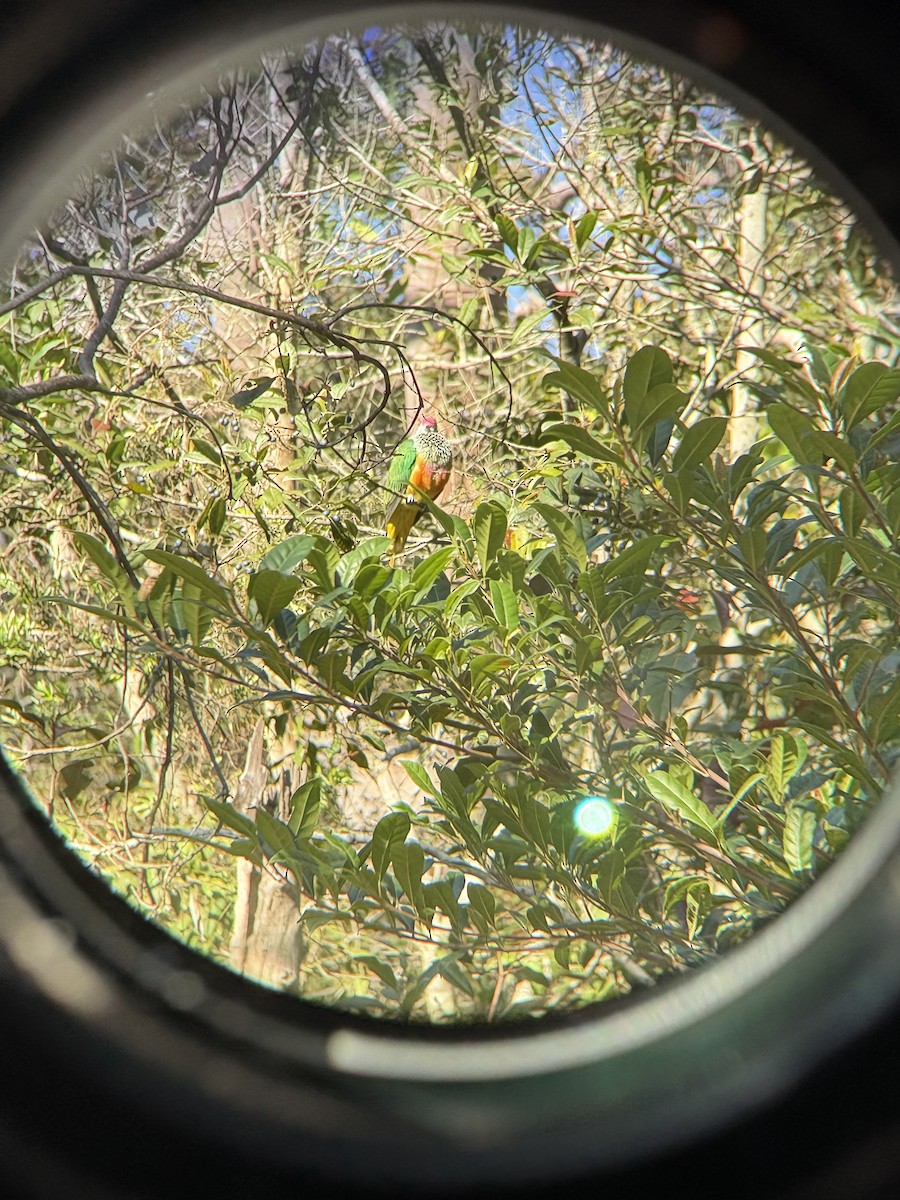 Rose-crowned Fruit-Dove - ML641469038