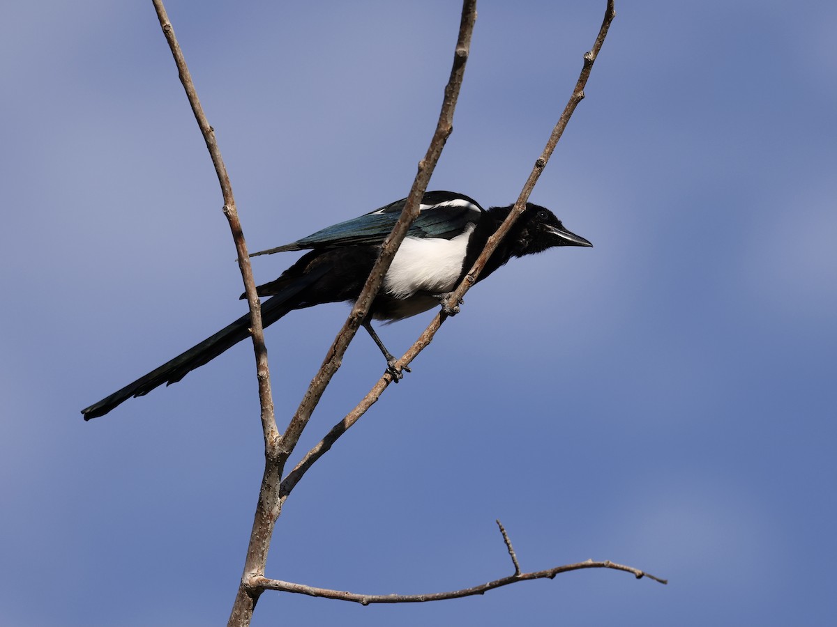 Black-billed Magpie - ML641469060