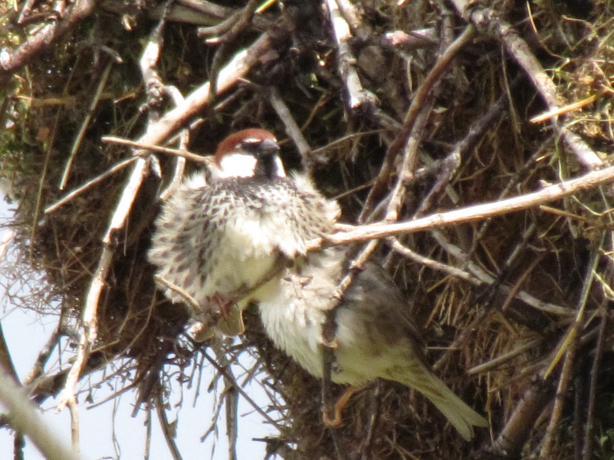 Spanish Sparrow - ML641469067