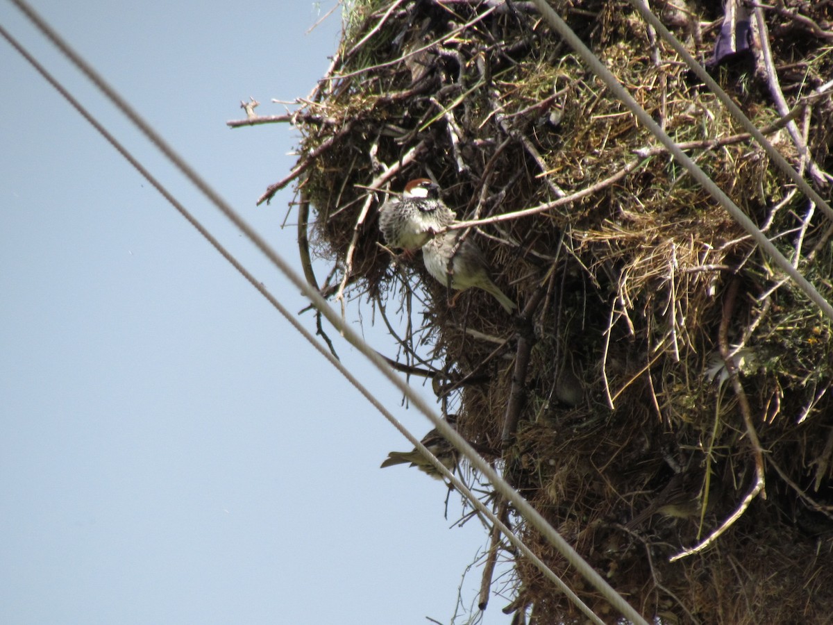 Spanish Sparrow - ML641469069