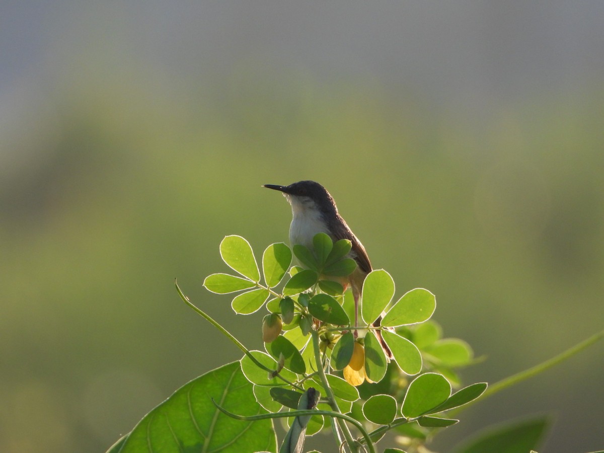 Ashy Prinia - ML641469082