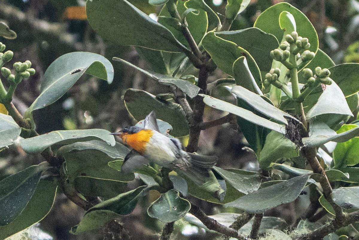 flammeparula - ML641469089