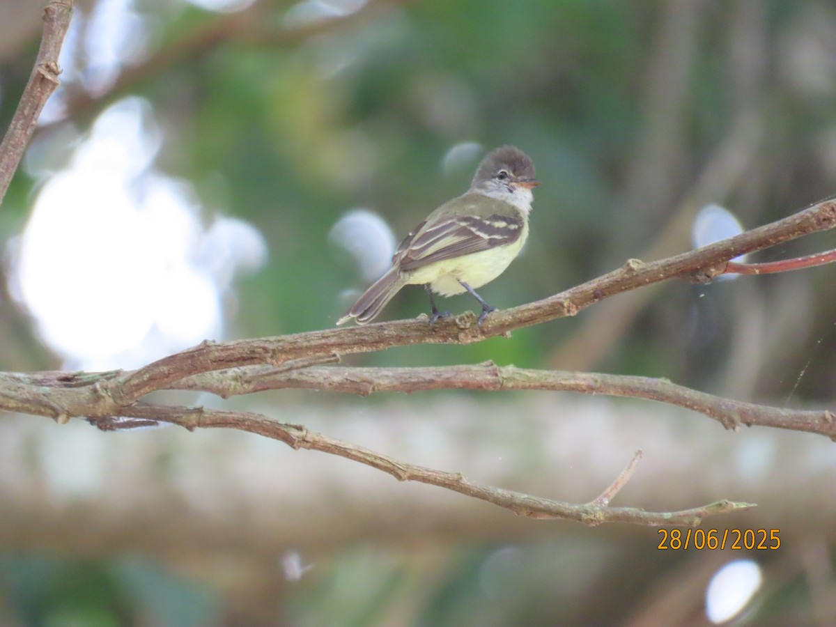 Southern Beardless-Tyrannulet - ML641469097