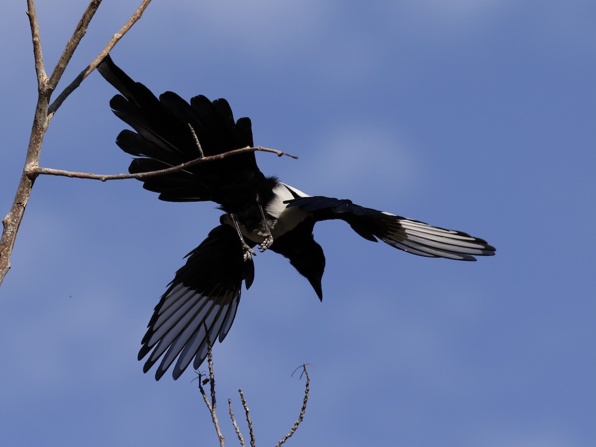 Black-billed Magpie - ML641469100