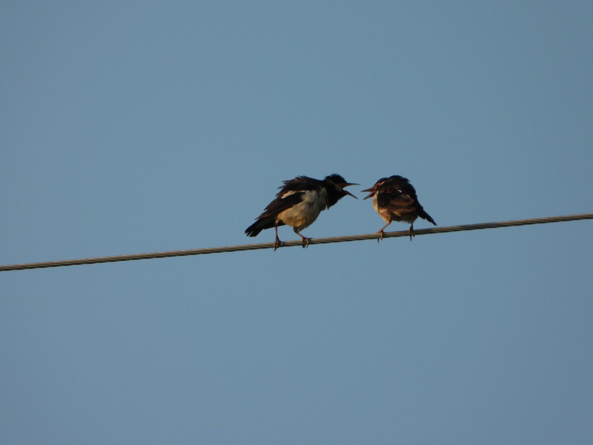 Indian Pied Starling - ML641469108