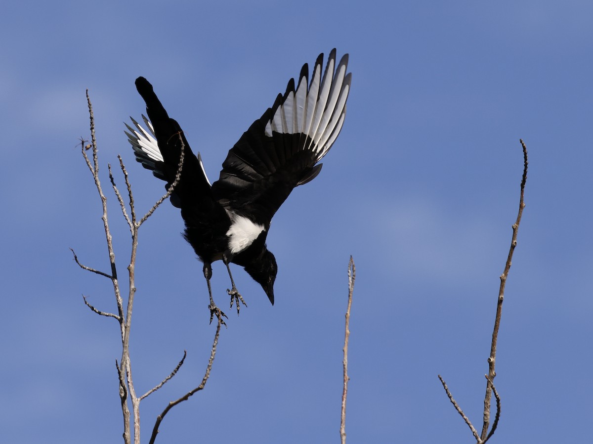 Black-billed Magpie - ML641469159