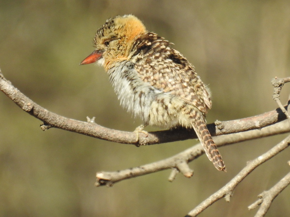 Spot-backed Puffbird - ML641469193