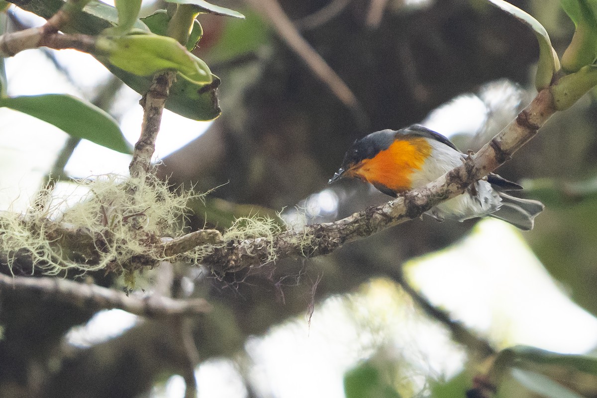 flammeparula - ML641469198