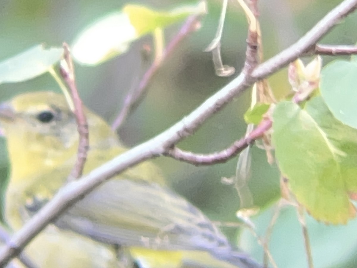 Tennessee Warbler - ML641469299