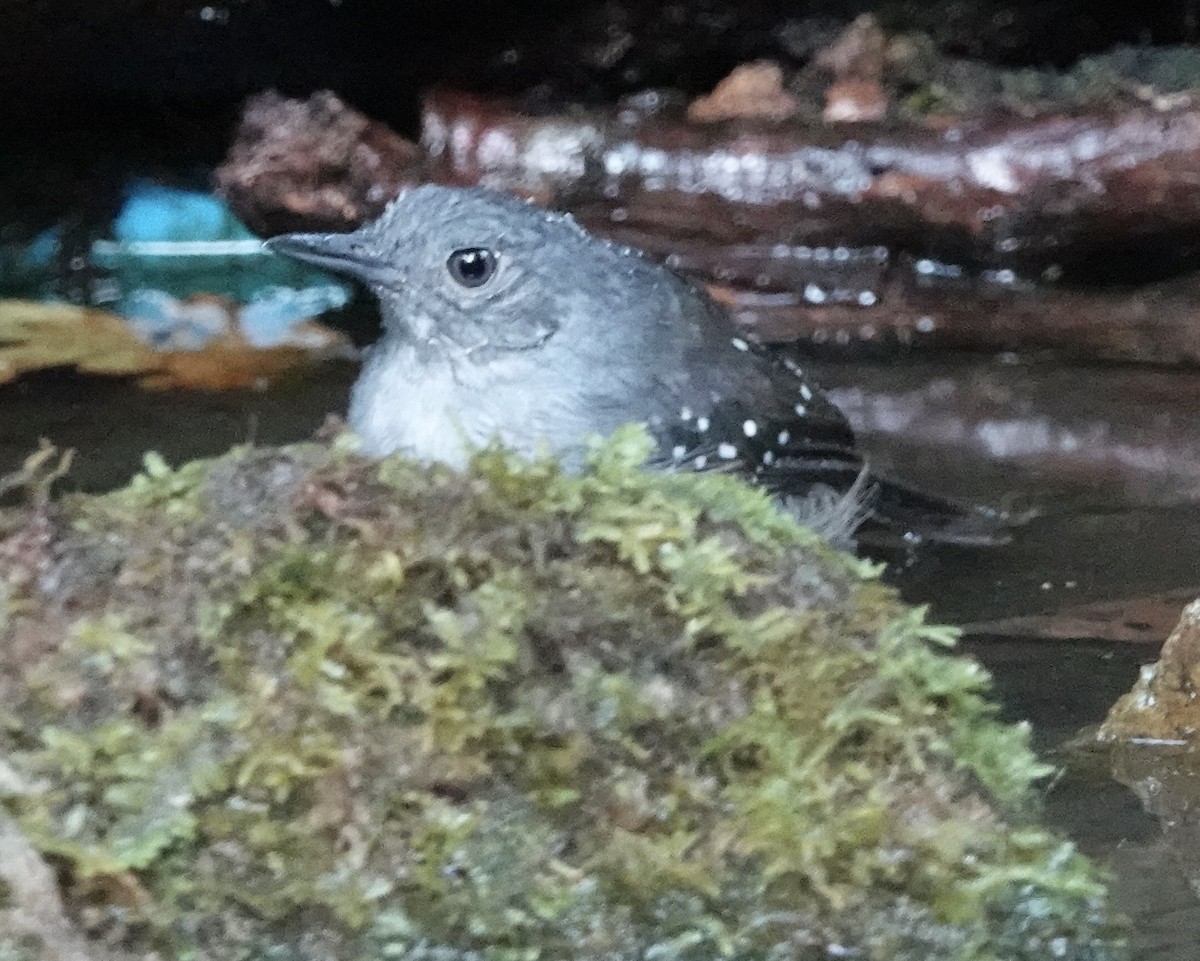 Rufous-faced Antbird - ML641469306