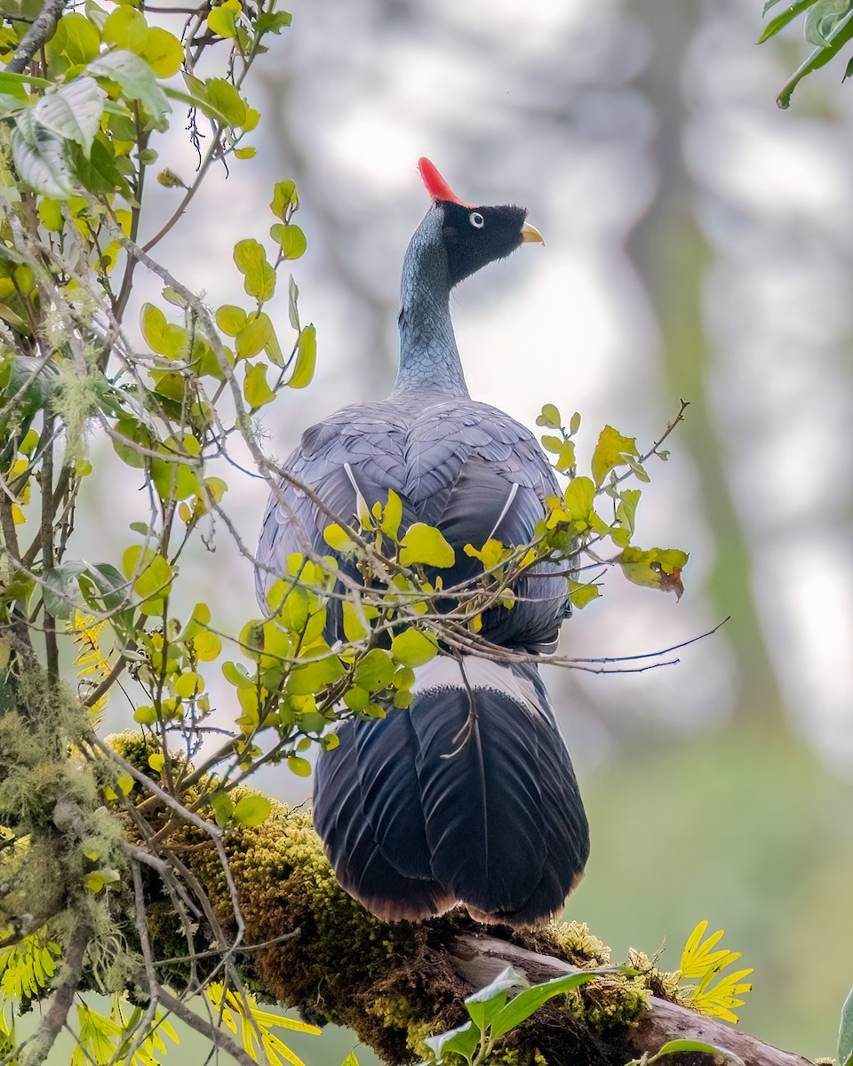 Horned Guan - ML641469337