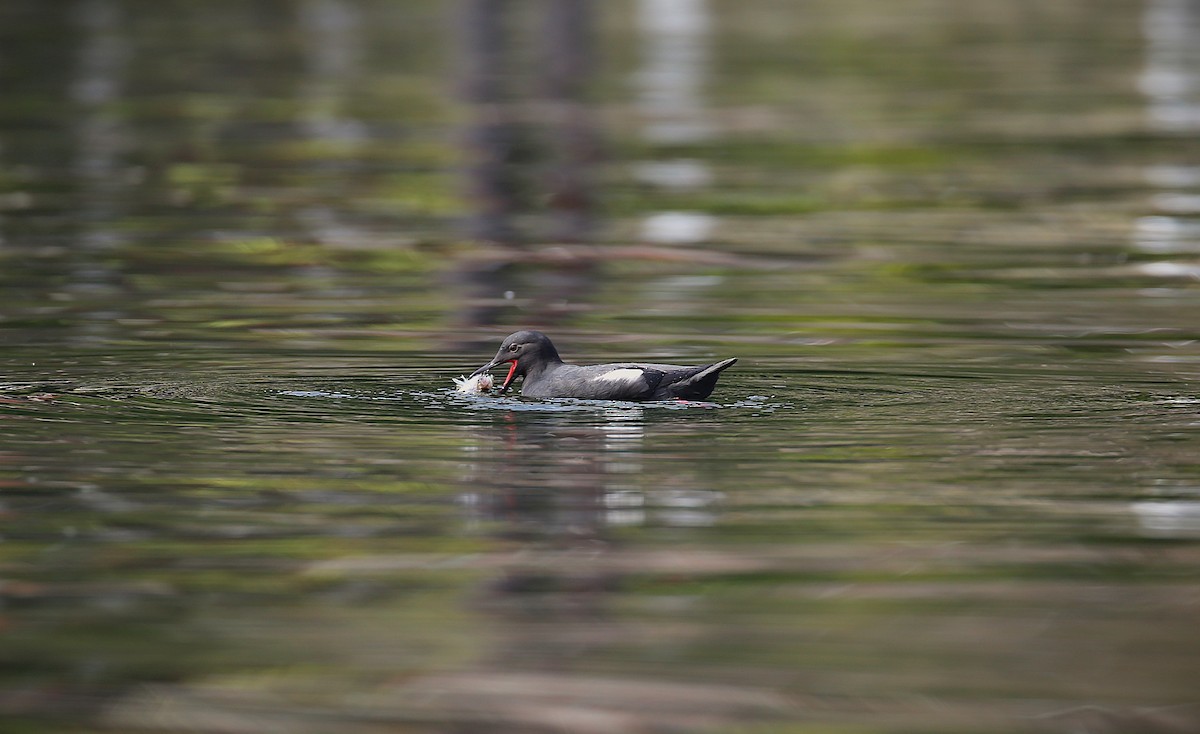 Pigeon Guillemot - ML641469370