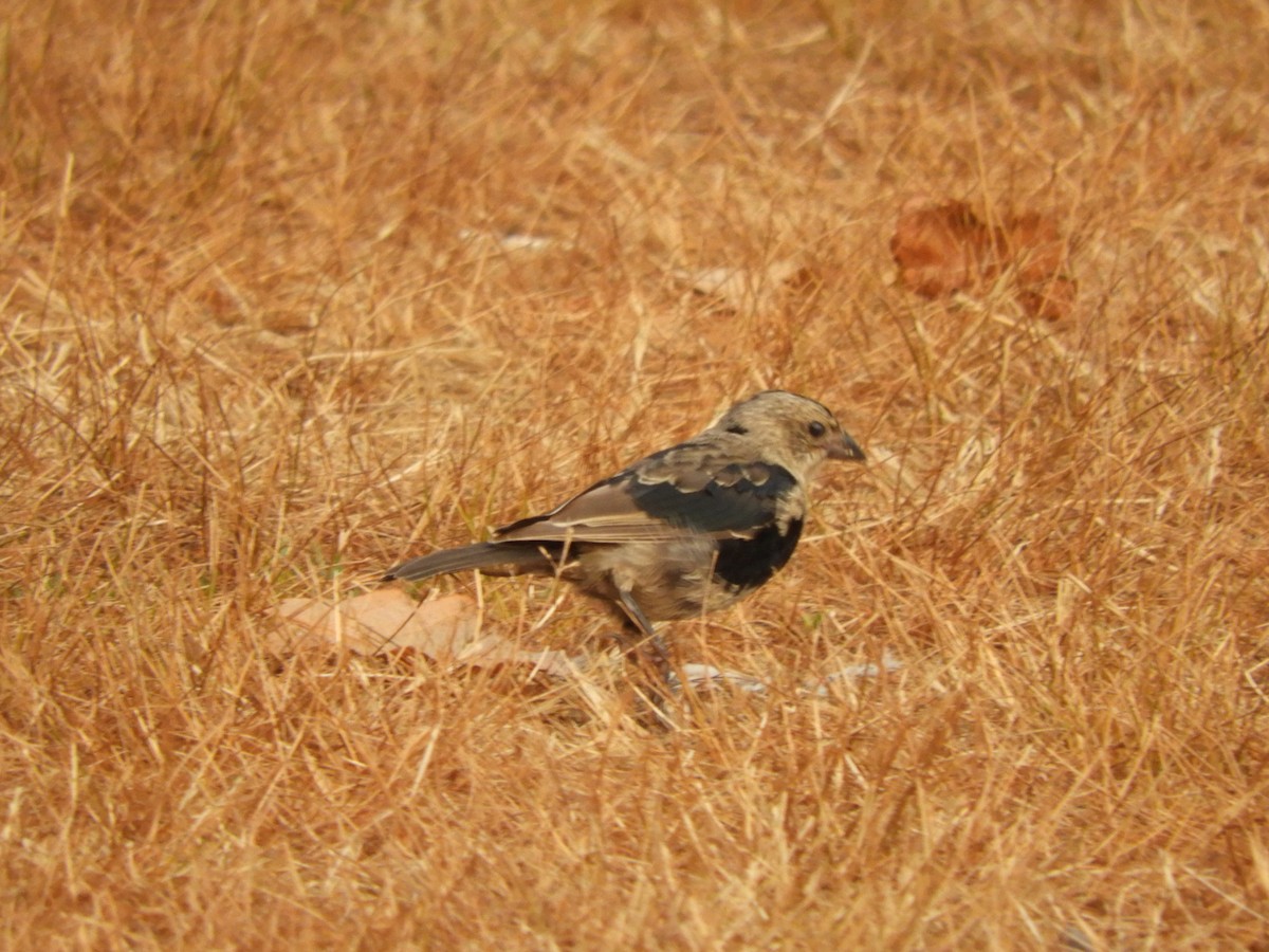 brunhodetrupial - ML641469376