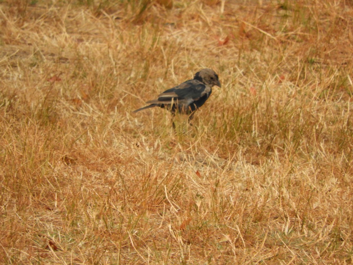 brunhodetrupial - ML641469391