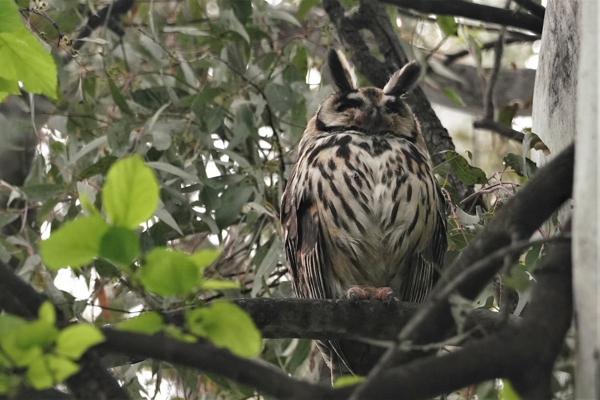 Striped Owl - ML641469396