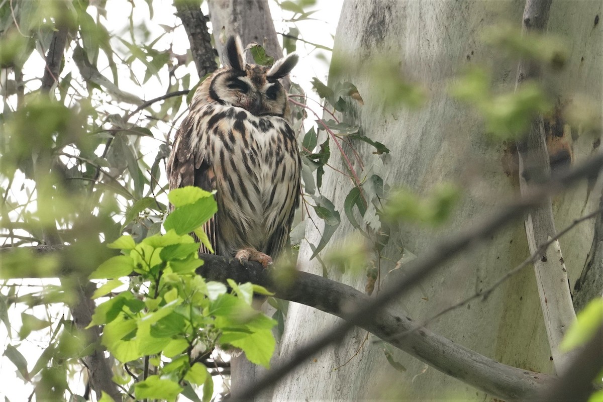 Striped Owl - ML641469397