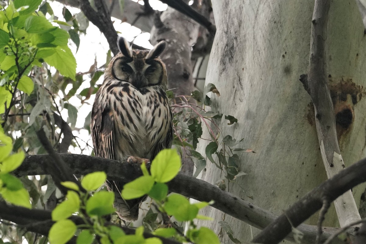 Striped Owl - ML641469398