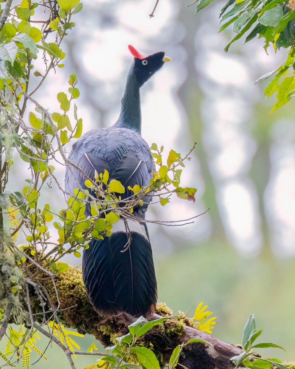 Horned Guan - ML641469438