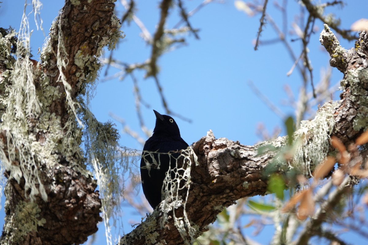 Brewer's Blackbird - ML641469451