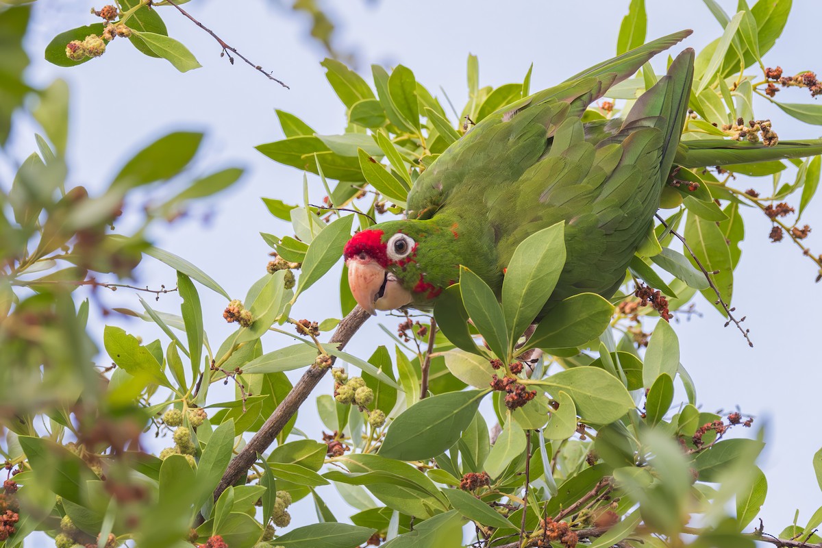 Mitred Parakeet - ML641469461