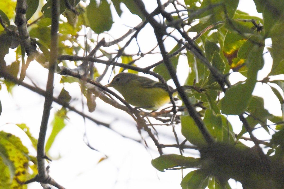 Bell's Vireo - ML641469464