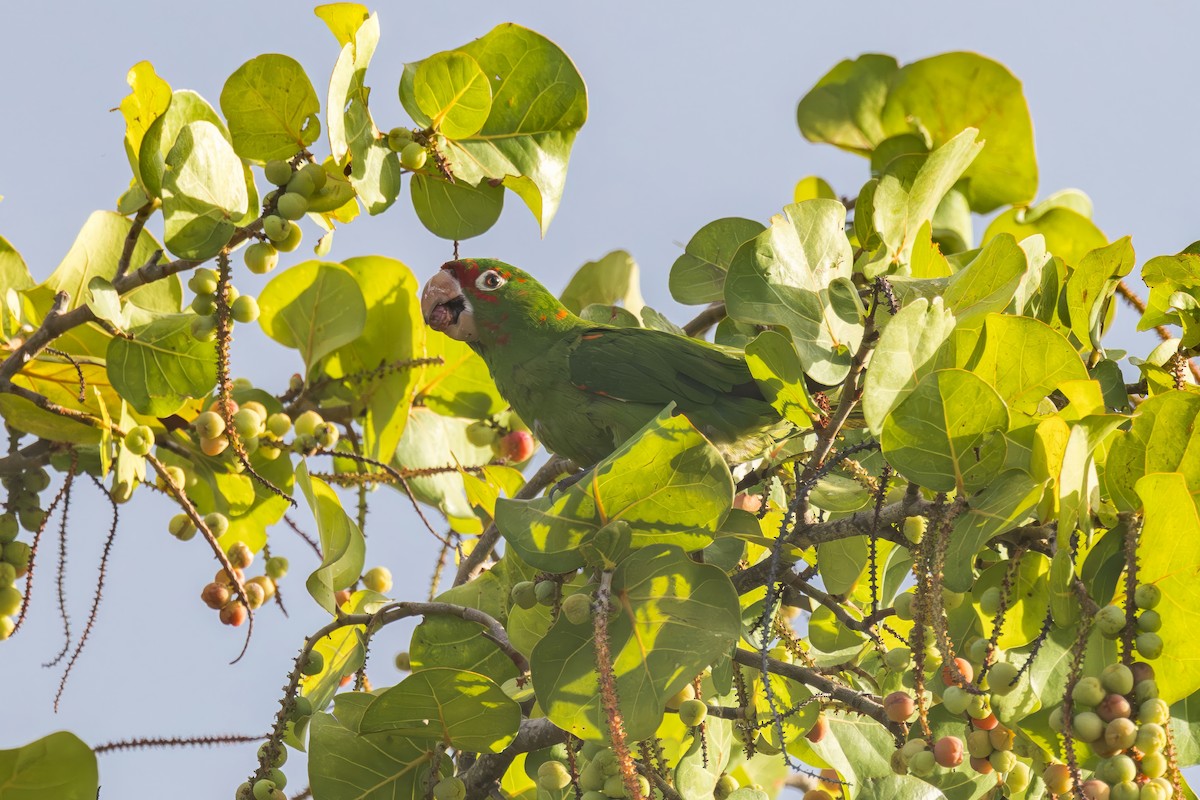 Mitred Parakeet - ML641469468